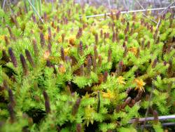 Lycopodiella diffusa. Aerial stems with strobili borne laterally or terminally on the branches.
 Image: L.R. Perrie © Te Papa CC BY-NC 4.0